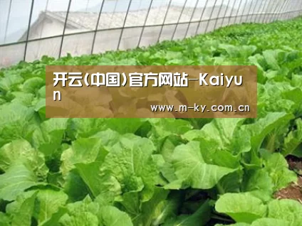 种植基地一